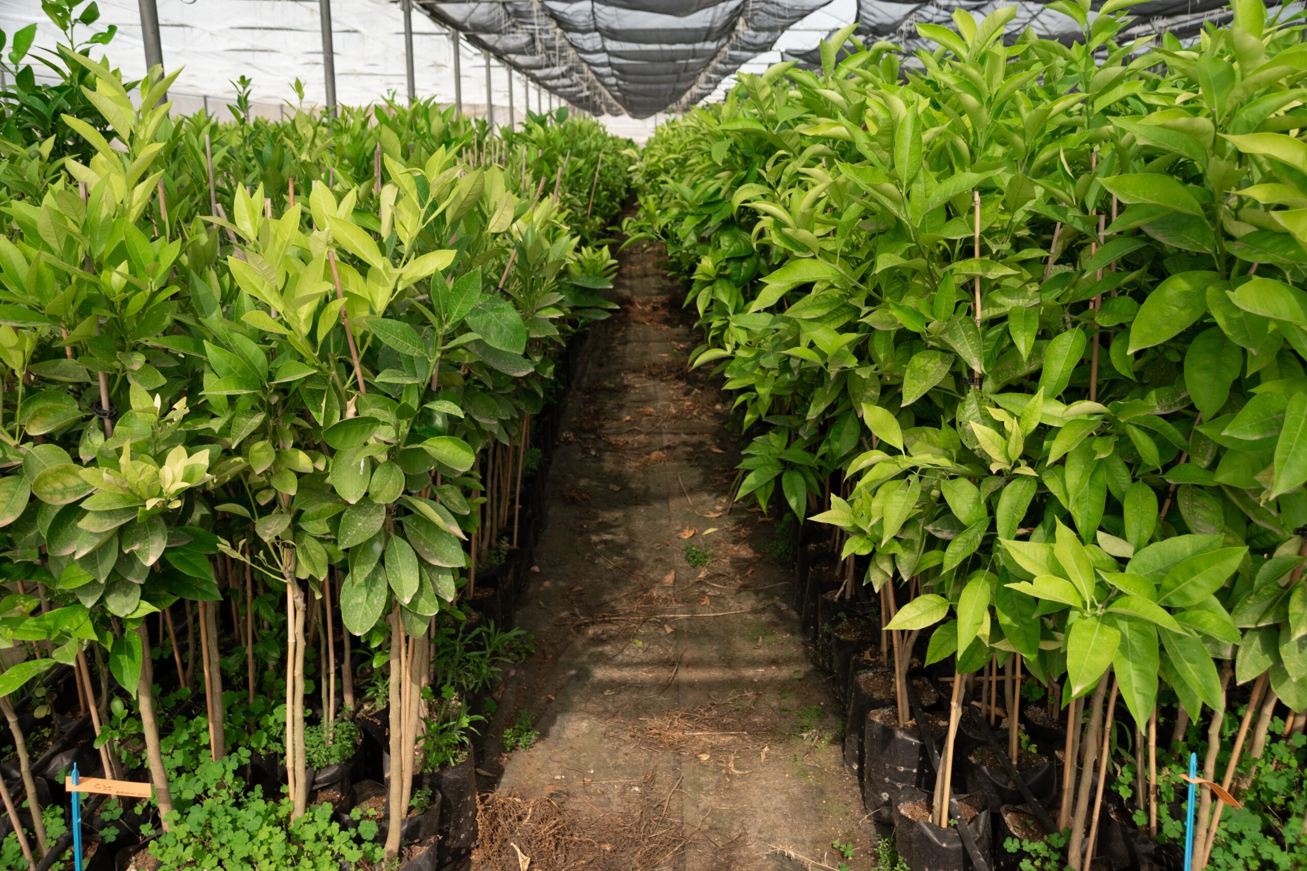 Growing organic lemon trees inside a greenhouse in Sicily